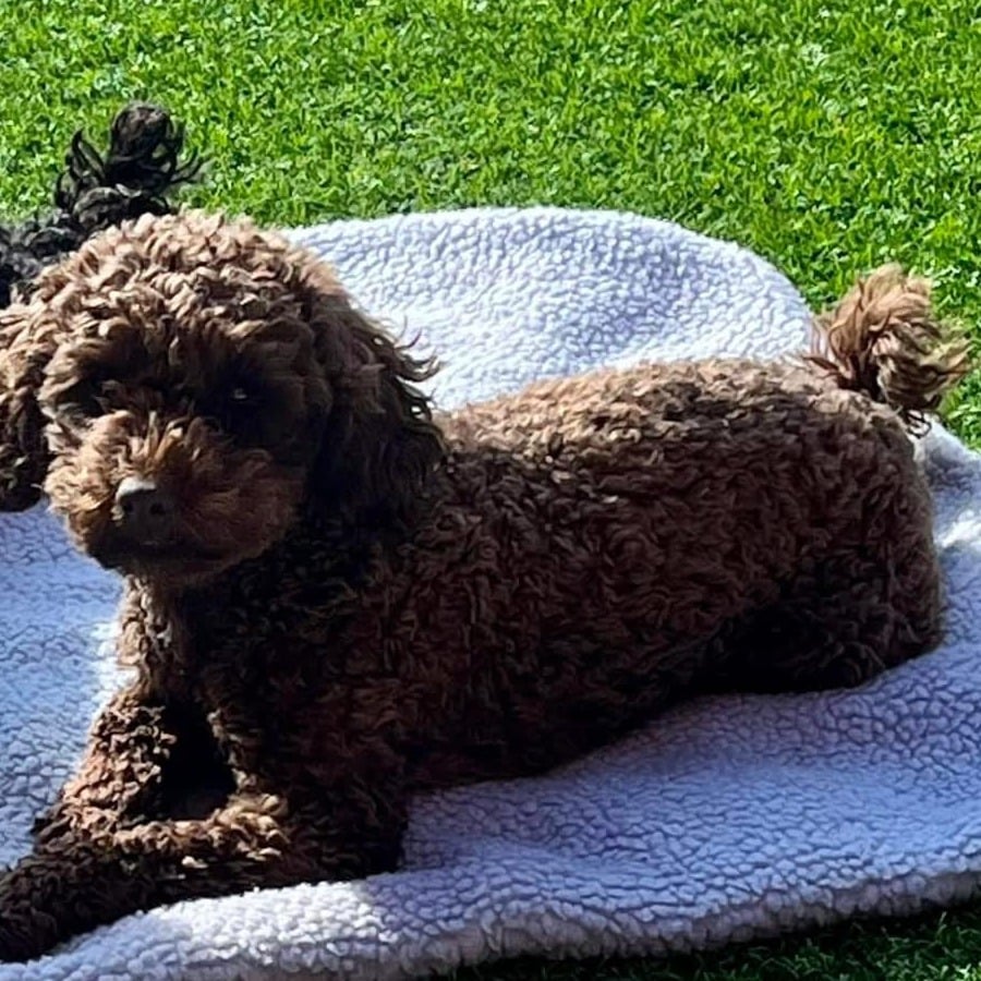 Coco, a brown curly-coated dog, lying on a blanket on the grass.