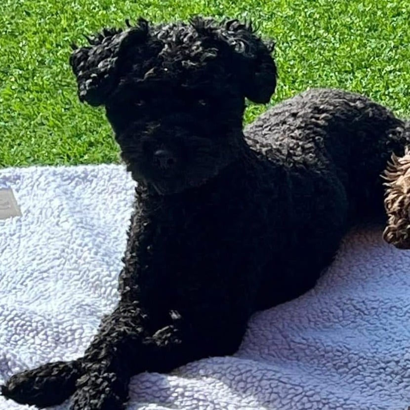 Mia, a black curly-coated dog, lying on a blanket on the grass.